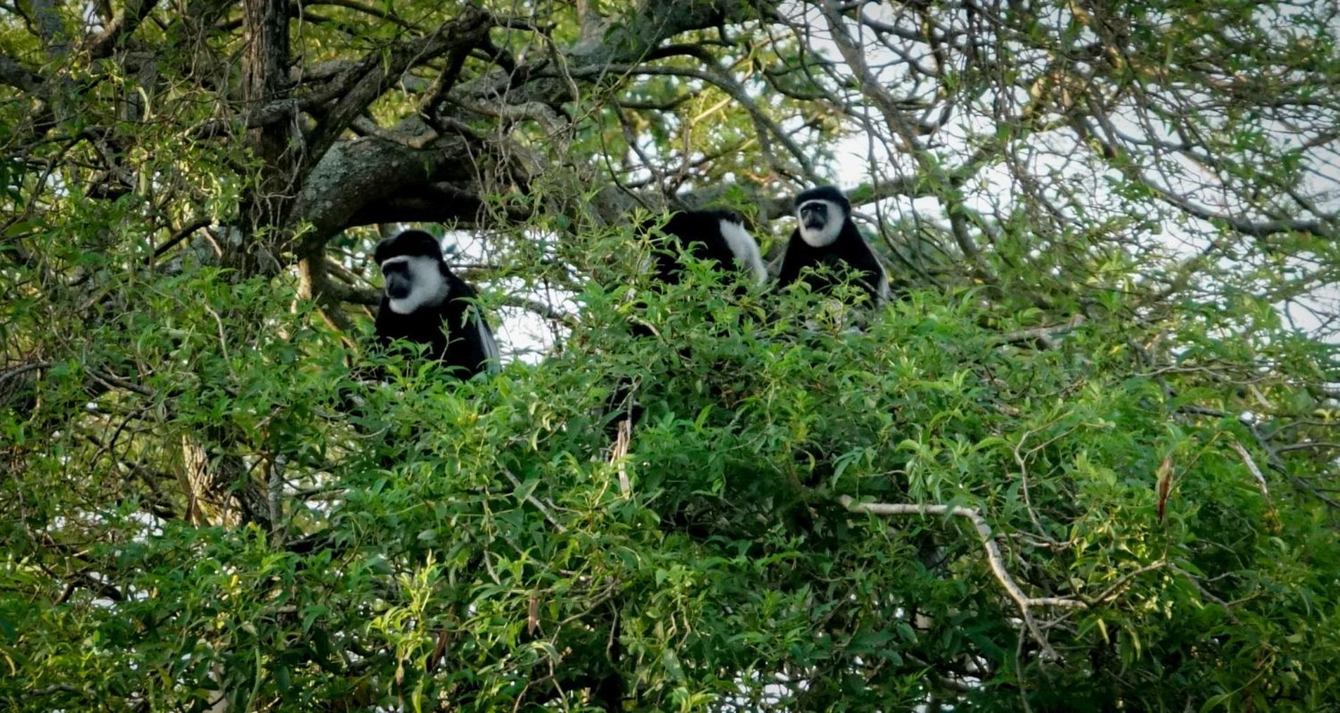 فندق Lake Nkuruba Nature Reserve Durama المظهر الخارجي الصورة